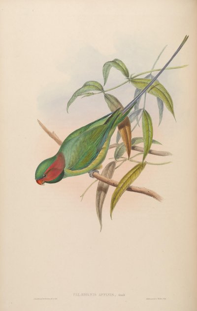 Psittacula longicauda von John Gould